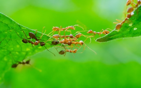 Ants, employee stakeholders