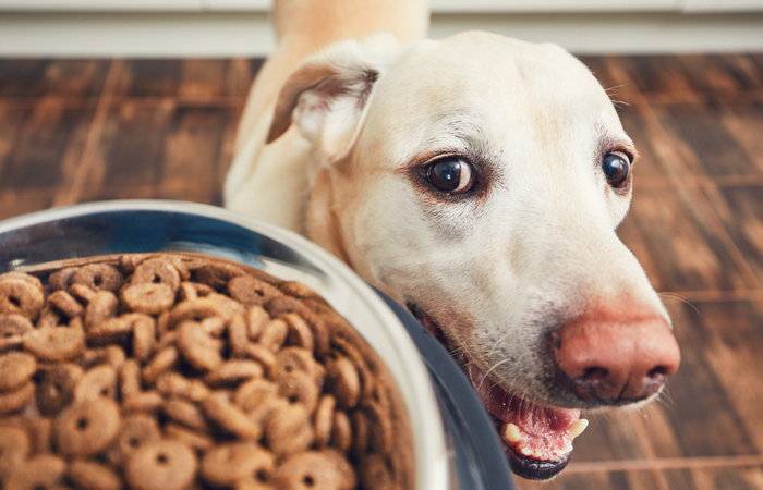Webbox Naturals looking to hire a Dog Food Taster