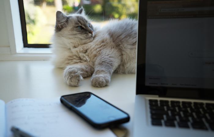 Employee files formal complaint against cat when working from home