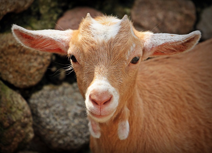 Cronkshaw Fold Farm offers goat cameos to combat Zoom fatigue
